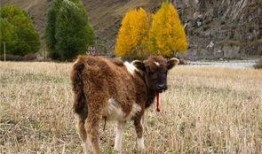 大驴影视爆料视频大全,视频大全精彩瞬间大揭秘